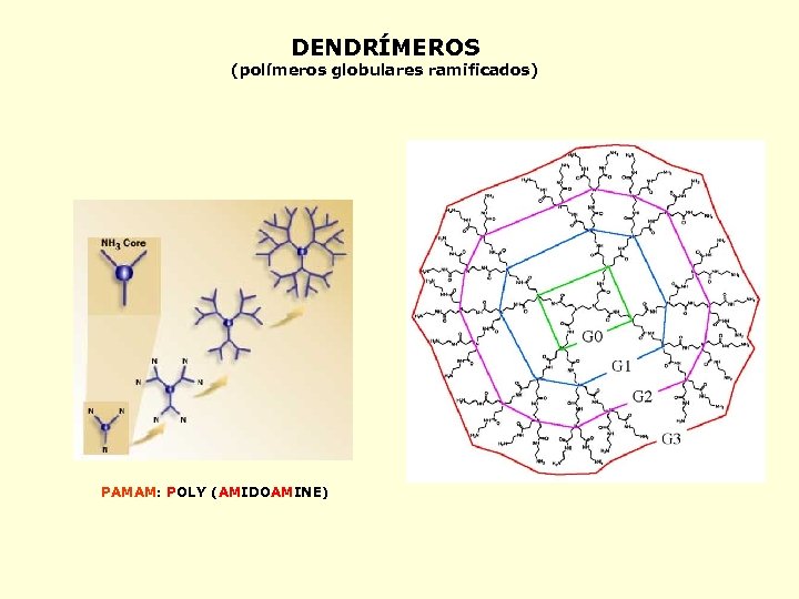 DENDRÍMEROS (polímeros globulares ramificados) PAMAM: POLY (AMIDOAMINE) 