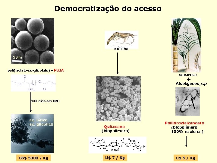 Democratização do acesso 5 m poli(lactato-co-glicolato) = PLGA quitina sacarose + Alcalígenes s. p