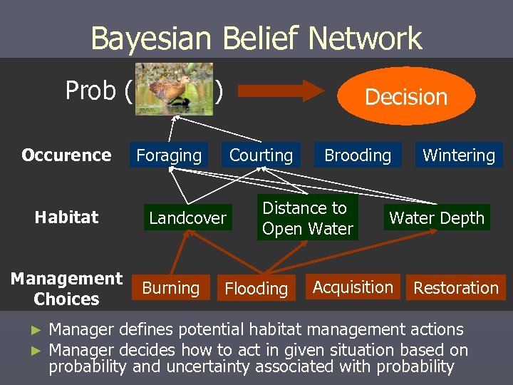 Bayesian Belief Network Prob ( Occurence Habitat Management Choices ► ► ) Decision Foraging