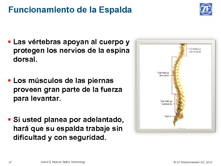 Funcionamiento de la Espalda § Las vértebras apoyan al cuerpo y protegen los nervios