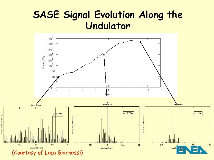 SASE Signal Evolution Along the Undulator (Courtesy of Luca Giannessi) 