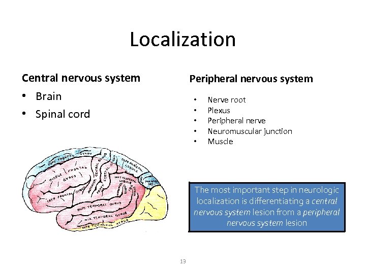 Localization Central nervous system Peripheral nervous system • Brain • Spinal cord • •