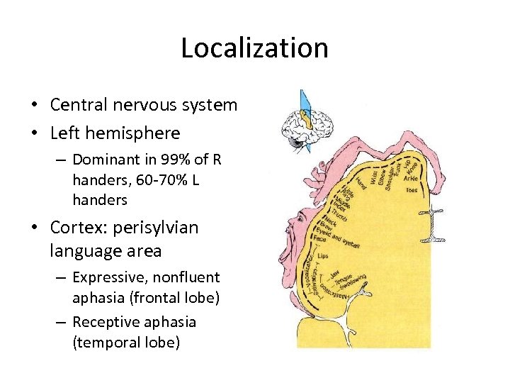 Localization • Central nervous system • Left hemisphere – Dominant in 99% of R