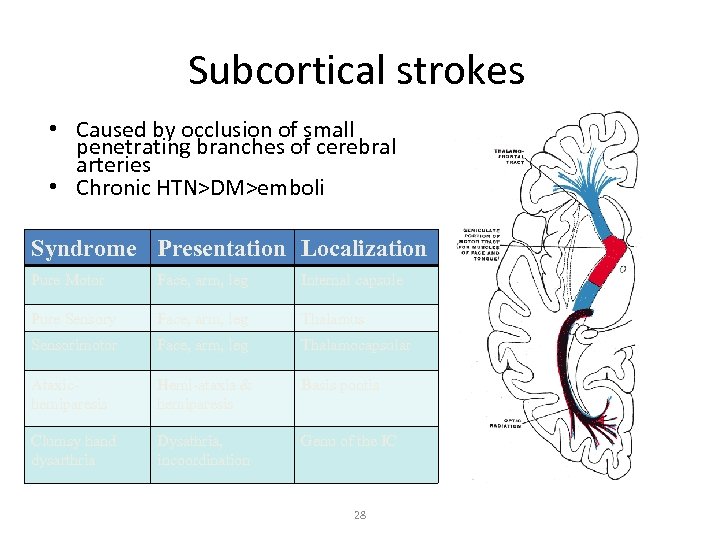 Subcortical strokes • Caused by occlusion of small penetrating branches of cerebral arteries •