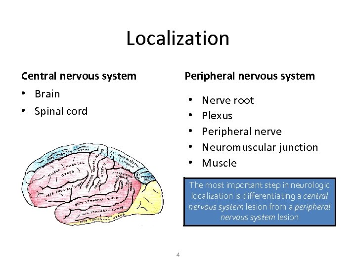 Localization Central nervous system Peripheral nervous system • Brain • Spinal cord • •