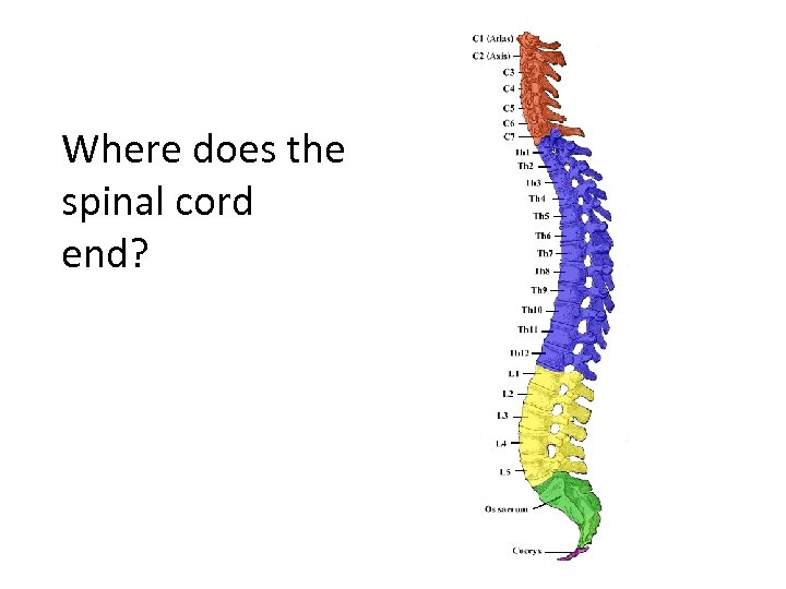 Where does the spinal cord end? 