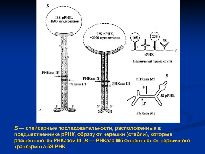 Б — спейсерные последовательности, расположенные в предшественнике р. РНК, образуют черешки (стебли), которые расщепляются