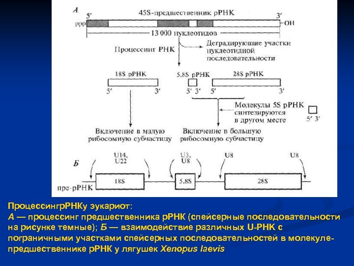 Процессингр. РНКу эукариот: А — процессинг предшественника р. РНК (спейсерные последовательности на рисунке темные);