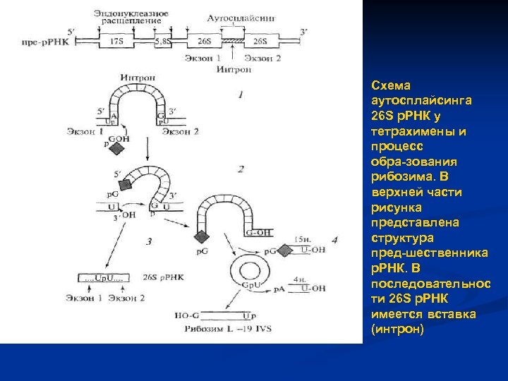 Схема аутосплайсинга 26 S р. РНК у тетрахимены и процесс обра зования рибозима. В