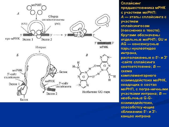 Сплайсинг предшественника м. РНК с участием мя. РНП: А — этапы сплайсинга с участием