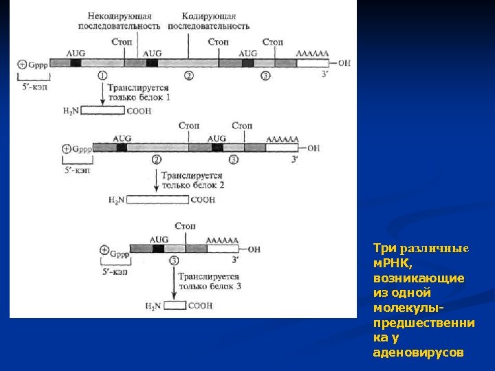 Три различные м. РНК, возникающие из одной молекулыпредшественни ка у аденовирусов 
