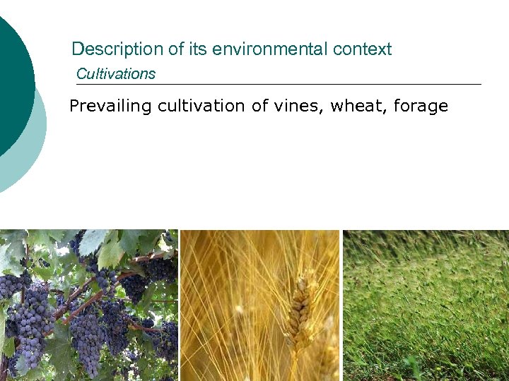 Description of its environmental context Cultivations Prevailing cultivation of vines, wheat, forage 