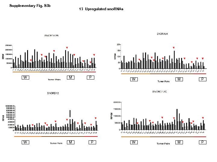 Supplementary Fig. S 3 b 13 Upregulated sno. RNAs W M P P W