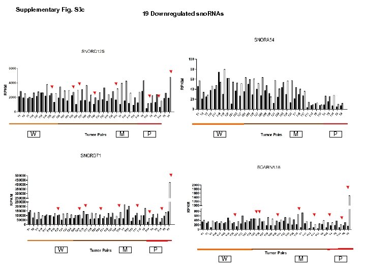 Supplementary Fig. S 3 c W 19 Downregulated sno. RNAs M W M P