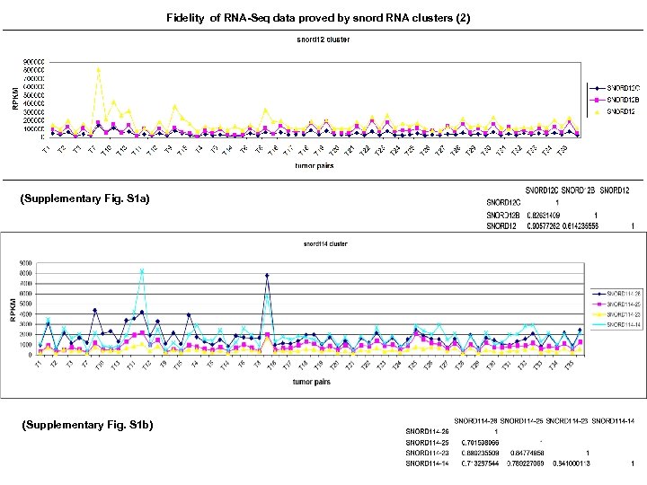 Fidelity of RNA-Seq data proved by snord RNA clusters (2) (Supplementary Fig. S 1