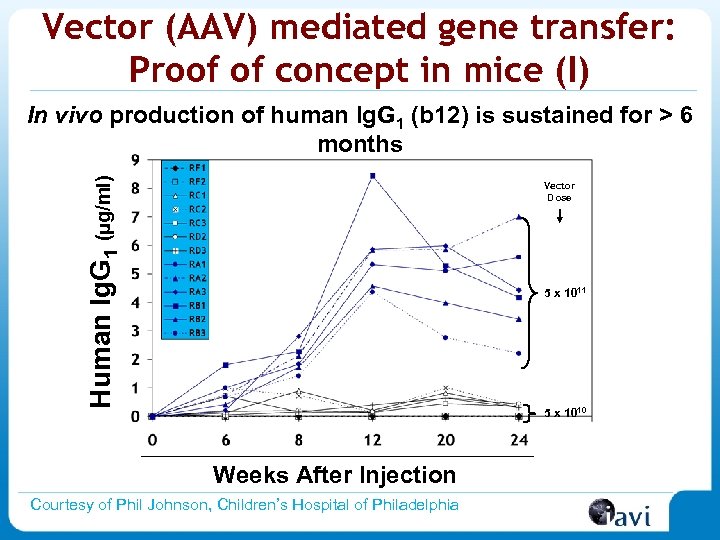 Vector (AAV) mediated gene transfer: Proof of concept in mice (I) Human Ig. G