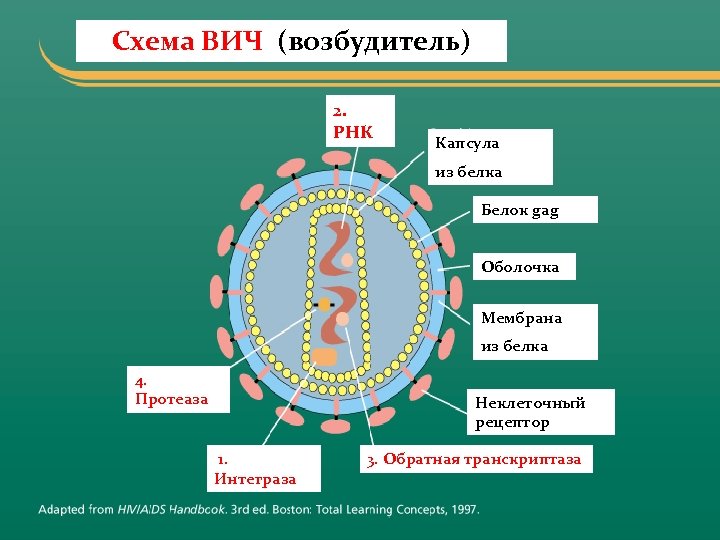 Антигены вируса иммунодефицита человека. ВИЧ инфекция СПИД возбудитель. ВИЧ инфекция СПИД возбудитель заболевания. ВИЧ 1 И ВИЧ 2. Схема строения вириона ВИЧ.