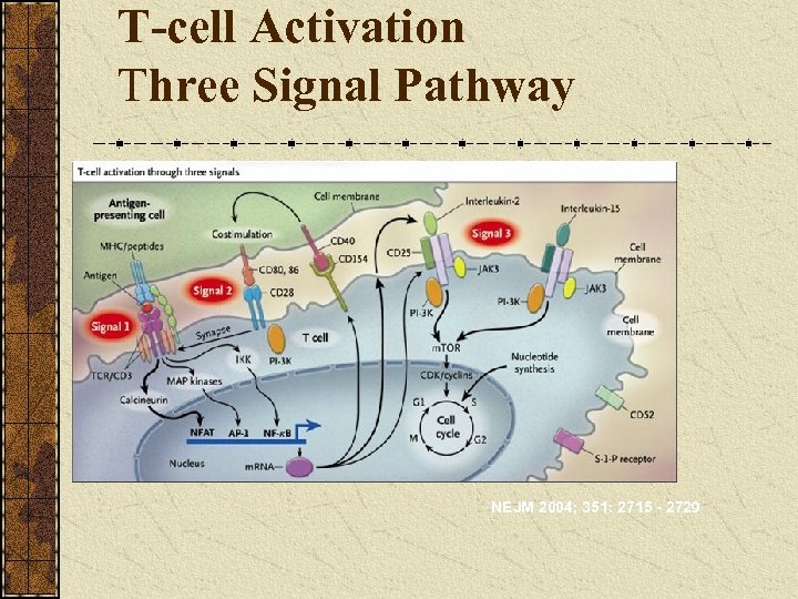 T-cell Activation Three Signal Pathway NEJM 2004; 351: 2715 - 2729 