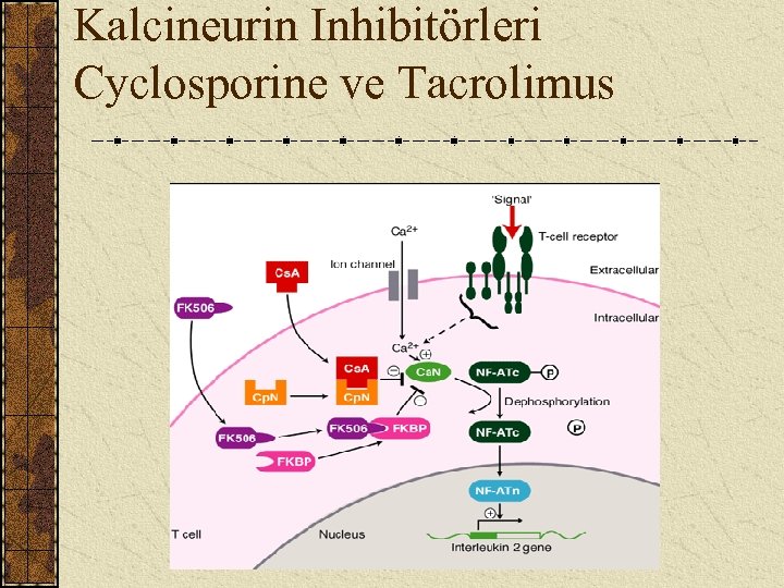 Kalcineurin Inhibitörleri Cyclosporine ve Tacrolimus 