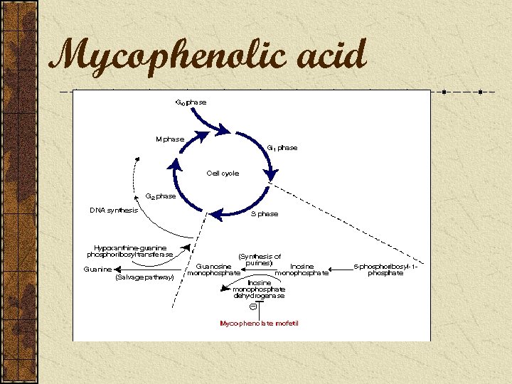 Mycophenolic acid 