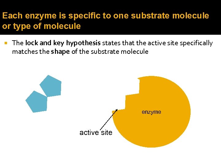 Each enzyme is specific to one substrate molecule or type of molecule The lock