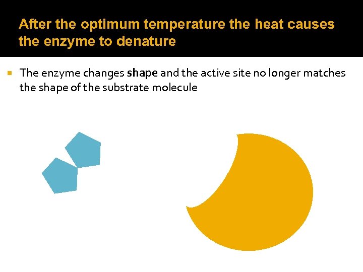 After the optimum temperature the heat causes the enzyme to denature The enzyme changes