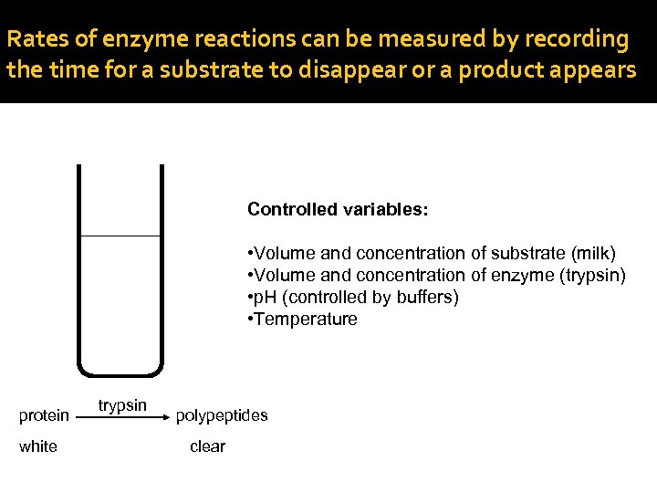 Rates of enzyme reactions can be measured by recording the time for a substrate