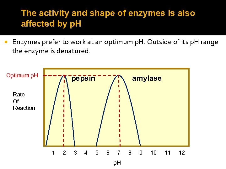 The activity and shape of enzymes is also affected by p. H Enzymes prefer