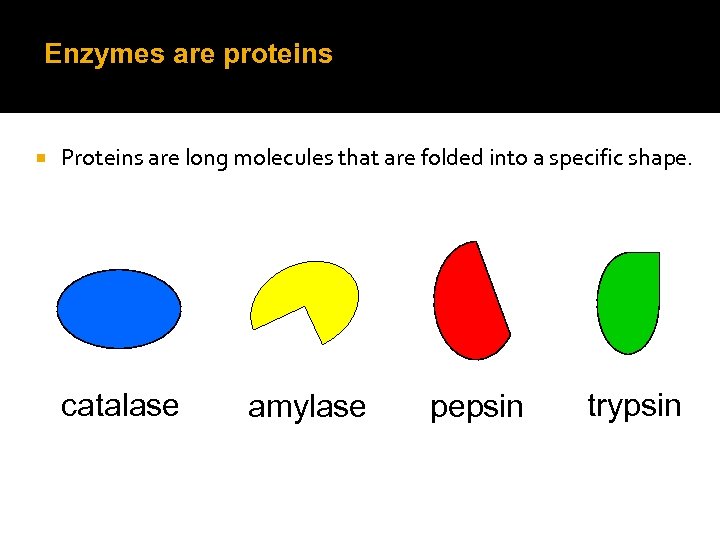 Enzymes are proteins Proteins are long molecules that are folded into a specific shape.