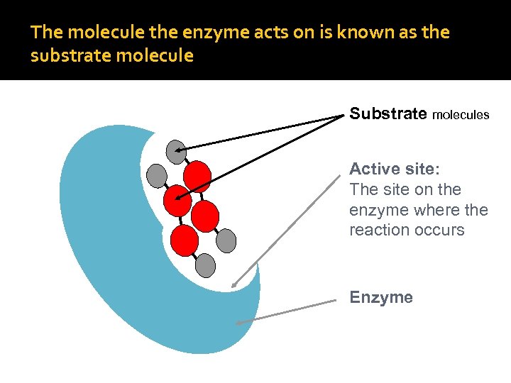 The molecule the enzyme acts on is known as the substrate molecule Substrate molecules