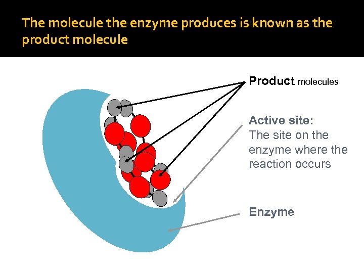 The molecule the enzyme produces is known as the product molecule Product molecules Active