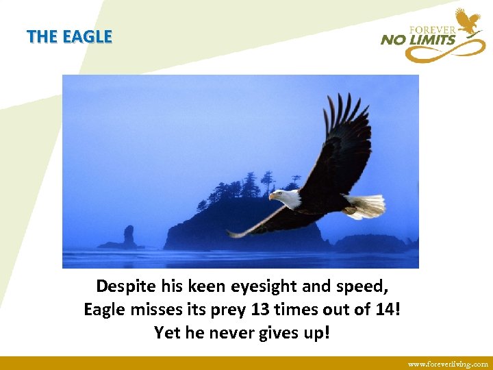 THE EAGLE Despite his keen eyesight and speed, Eagle misses its prey 13 times