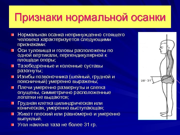 Признаки нормальной осанки Нормальная осанка непринужденно стоящего человека характеризуется следующими признаками: Оси туловища и