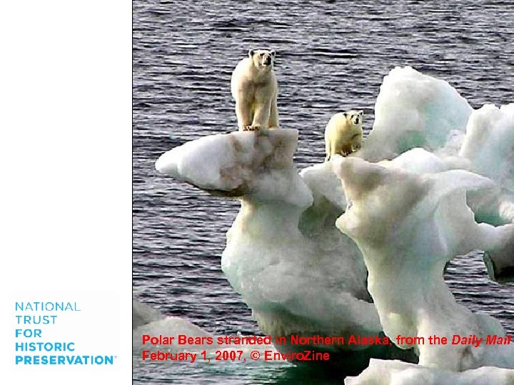 Polar Bears stranded in Northern Alaska, from the Daily Mail February 1, 2007, ©