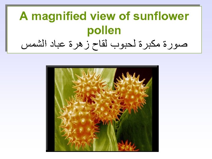 A magnified view of sunflower pollen ﺻﻮﺭﺓ ﻣﻜﺒﺮﺓ ﻟﺤﺒﻮﺏ ﻟﻘﺎﺡ ﺯﻫﺮﺓ ﻋﺒﺎﺩ ﺍﻟﺸﻤﺲ 