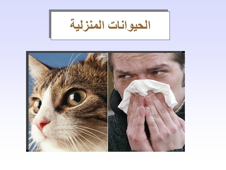  ﺍﻟﺤﻴﻮﺍﻧﺎﺕ ﺍﻟﻤﻨﺰﻟﻴﺔ 