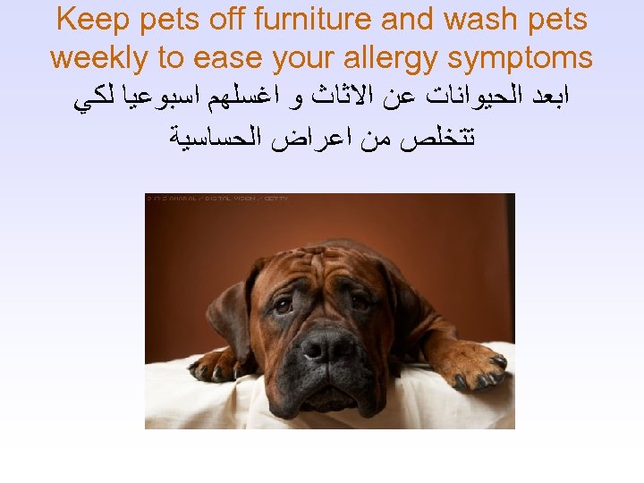 Keep pets off furniture and wash pets weekly to ease your allergy symptoms ﺍﺑﻌﺪ