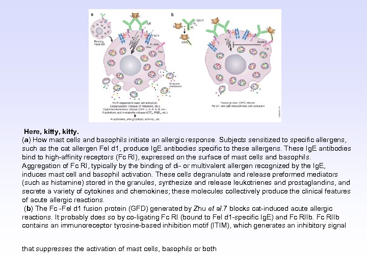  Here, kitty. (a) How mast cells and basophils initiate an allergic response. Subjects