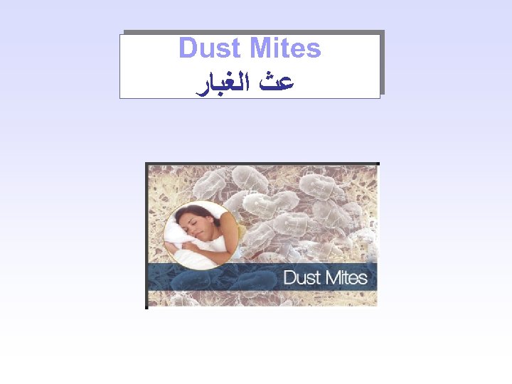 Dust Mites ﻋﺚ ﺍﻟﻐﺒﺎﺭ 