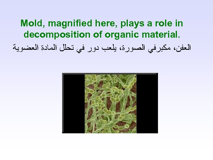 Mold, magnified here, plays a role in decomposition of organic material. ﺍﻟﻌﻔﻦ، ﻣﻜﺒﺮﻓﻲ ﺍﻟﺼﻮﺭﺓ،