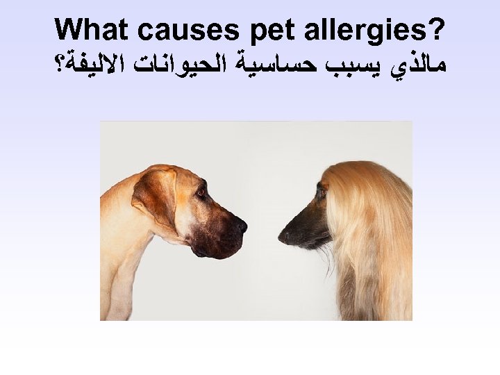  ? What causes pet allergies ﻣﺎﻟﺬﻱ ﻳﺴﺒﺐ ﺣﺴﺎﺳﻴﺔ ﺍﻟﺤﻴﻮﺍﻧﺎﺕ ﺍﻻﻟﻴﻔﺔ؟ 