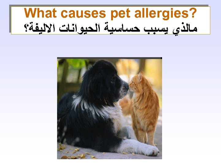  ? What causes pet allergies ﻣﺎﻟﺬﻱ ﻳﺴﺒﺐ ﺣﺴﺎﺳﻴﺔ ﺍﻟﺤﻴﻮﺍﻧﺎﺕ ﺍﻻﻟﻴﻔﺔ؟ 