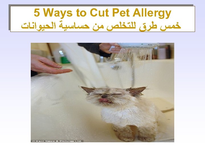  5 Ways to Cut Pet Allergy ﺧﻤﺲ ﻃﺮﻕ ﻟﻠﺘﺨﻠﺺ ﻣﻦ ﺣﺴﺎﺳﻴﺔ ﺍﻟﺤﻴﻮﺍﻧﺎﺕ 