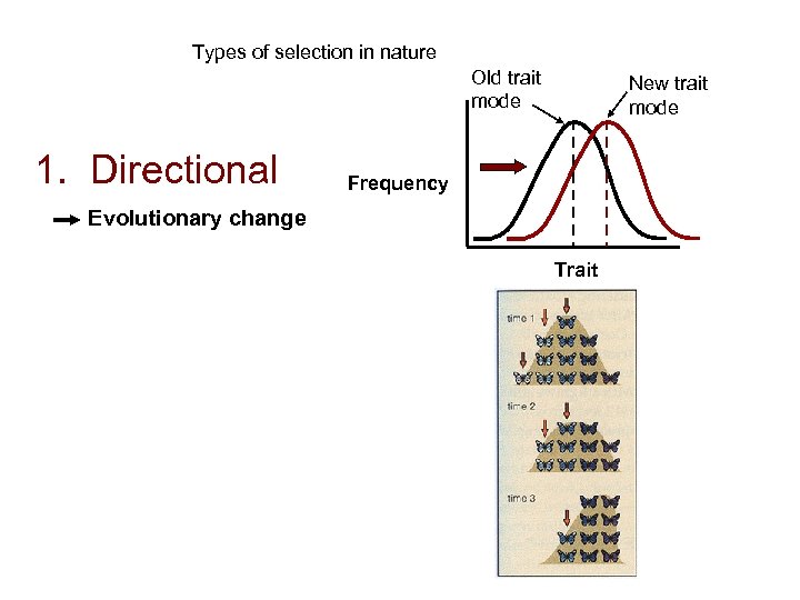 Types of selection in nature Old trait mode 1. Directional New trait mode Frequency