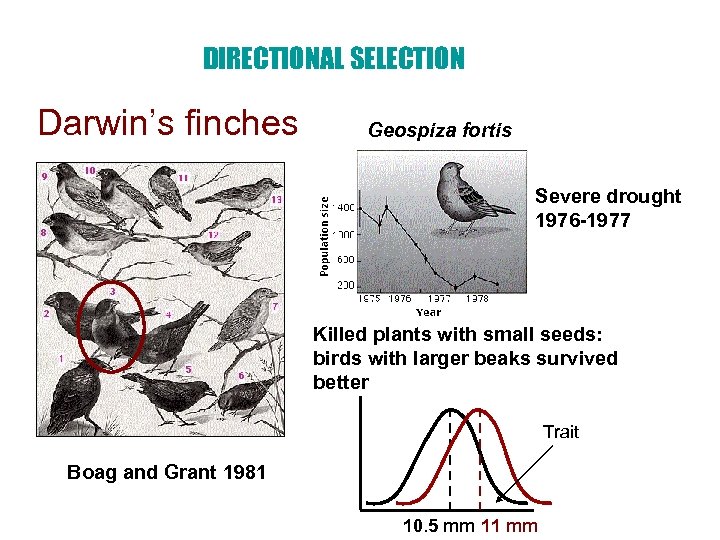 DIRECTIONAL SELECTION Darwin’s finches Geospiza fortis Severe drought 1976 -1977 Killed plants with small