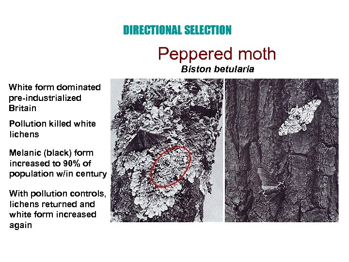 DIRECTIONAL SELECTION Peppered moth Biston betularia White form dominated pre-industrialized Britain Pollution killed white