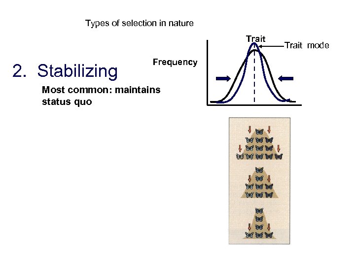 Types of selection in nature Trait 2. Stabilizing Frequency Most common: maintains status quo