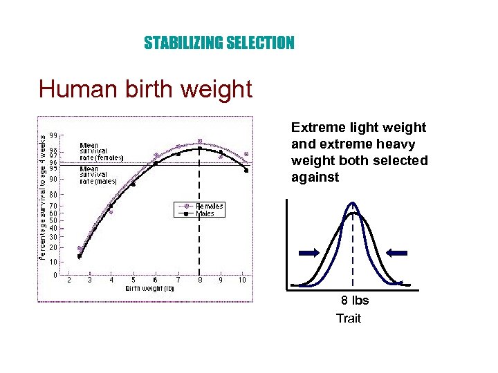 STABILIZING SELECTION Human birth weight Extreme light weight and extreme heavy weight both selected