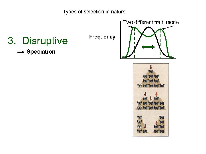 Types of selection in nature Two different trait mode 3. Disruptive Speciation Frequency 