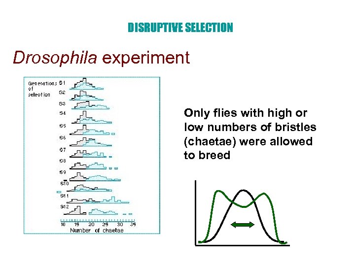 DISRUPTIVE SELECTION Drosophila experiment Only flies with high or low numbers of bristles (chaetae)